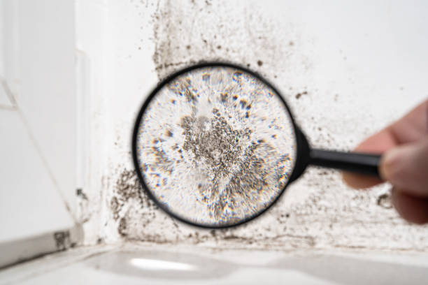 Mold Prevention & Removal